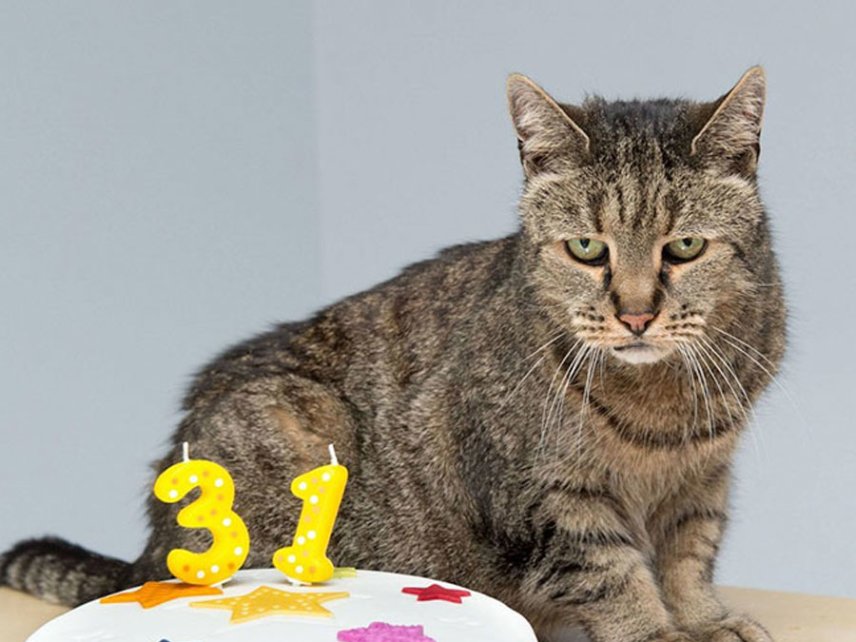 Самому старому коту в мире исполнился 31 год | Котики | Европа Плюс