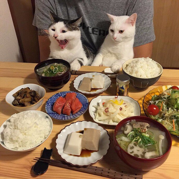 Да кошка. Еда для домашних животных. Котик с едой. Еда для котов.