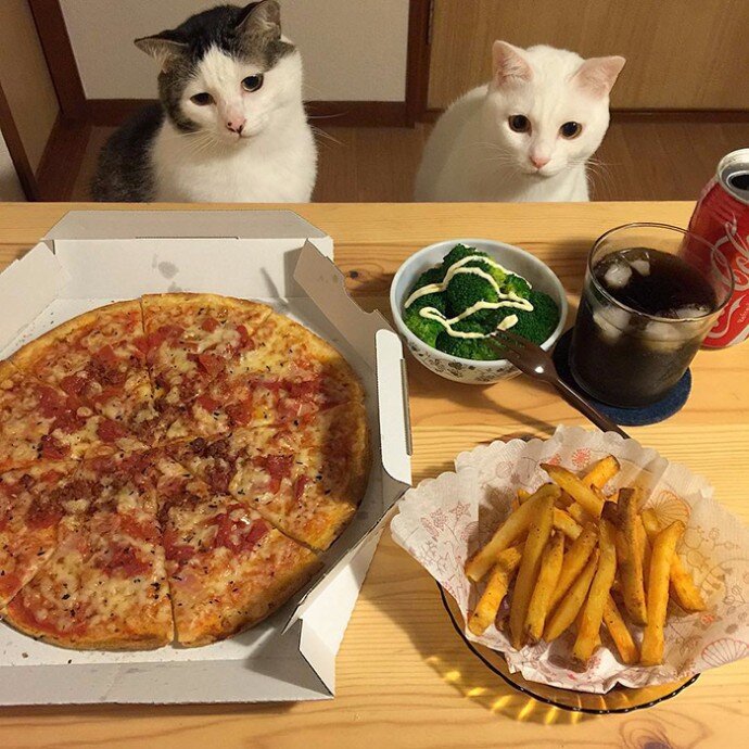 Смешные коты с едой. Котейка с едой. Кошка и пицца. Еда для кошек. Кушать хочу говорю