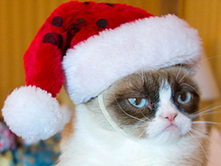 Самые популярные коты интернета снялись в рождественском ролике. 